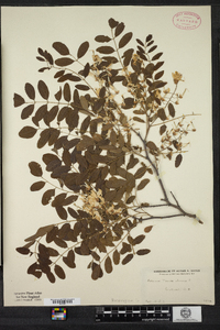 Robinia pseudoacacia image