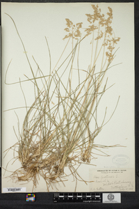 Poa pratensis image