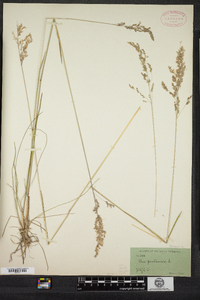 Poa pratensis image