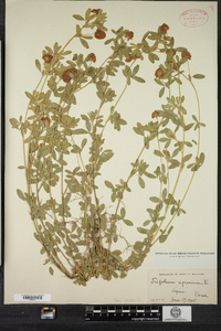 Trifolium aureum image