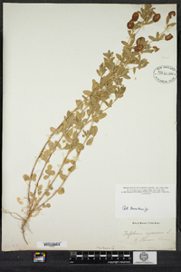 Trifolium aureum image