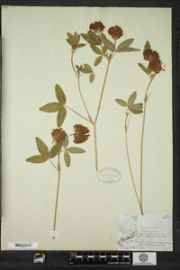 Trifolium medium image