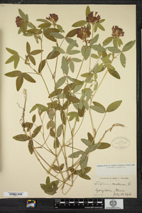 Trifolium medium image