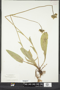 Hieracium caespitosum image