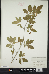 Euonymus europaeus image