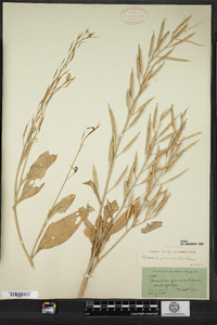 Brassica juncea image