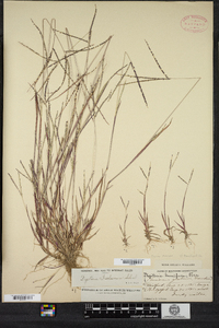 Digitaria ischaemum image