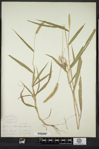 Setaria verticillata image