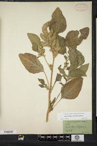 Amaranthus retroflexus image