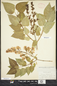 Syringa vulgaris image