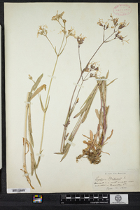 Lychnis flos-cuculi image