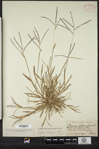 Digitaria ischaemum image