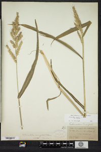 Echinochloa crus-galli image