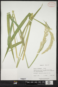 Phalaris arundinacea image