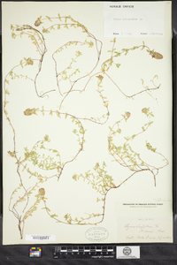 Thymus pulegioides image