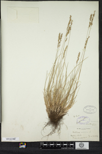 Festuca ovina image