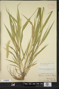 Setaria viridis image