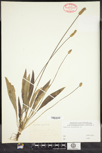 Plantago lanceolata image