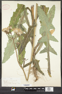 Sonchus arvensis image