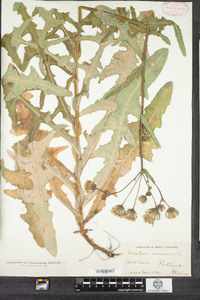 Sonchus arvensis image