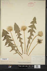 Taraxacum officinale image