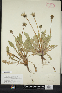 Taraxacum officinale image