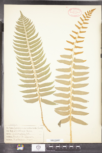 Polystichum acrostichoides image