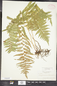 Thelypteris simulata image