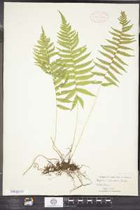 Thelypteris simulata image