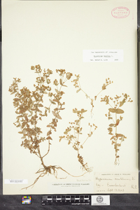 Hypericum mutilum image