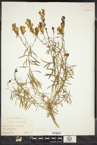 Linaria vulgaris image