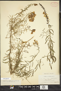 Linaria vulgaris image