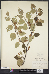 Betula papyrifera image