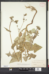 Sonchus oleraceus image