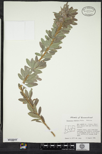 Lespedeza capitata image