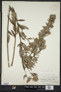 Lespedeza capitata image