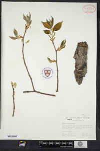 Ulmus americana image