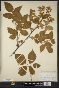 Rubus pensilvanicus image