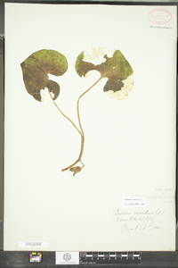 Asarum canadense image