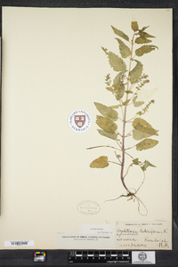 Scutellaria lateriflora image