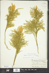 Lycopodium hickeyi image