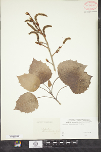 Populus tremuloides image