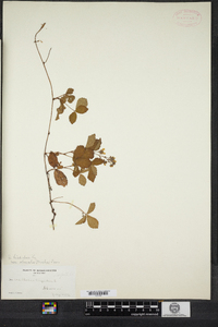 Rubus hispidus image