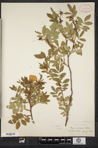 Rosa nitida image