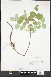 Symphoricarpos albus image