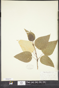 Populus balsamifera image