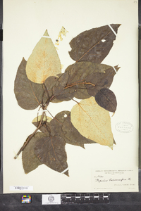 Populus balsamifera image