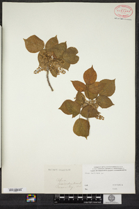 Toxicodendron radicans image