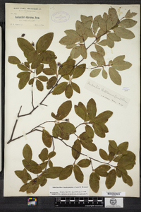 Amelanchier bartramiana image