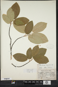 Amelanchier laevis image